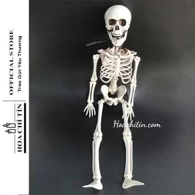Bộ Xương Mô Hình 3D Nhỏ Size 40cm